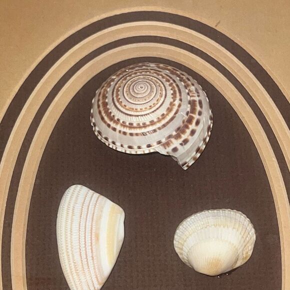 Vintage Sea Shell Framed in Oak Shadow Box Matted Glass Front Nautical Beach - Picture 3 of 8